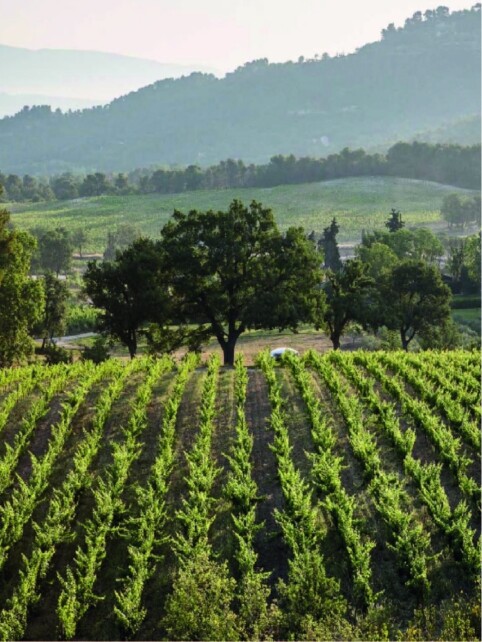 Vignoble La Coste